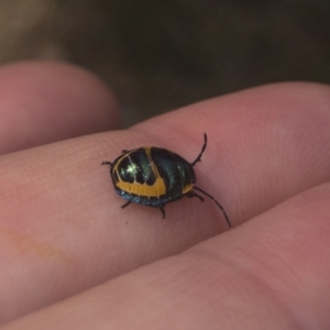 Scutiphora pedicellata at Michelago, NSW - 14 Jan 2022