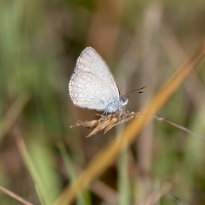Zizina otis (Common Grass-Blue) at Penrose, NSW - 10 Mar 2023 by NigeHartley