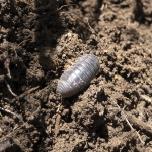 Armadillidium vulgare at Illilanga & Baroona - 29 Mar 2021