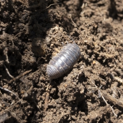 Armadillidium vulgare (Slater bug, woodlouse, pill bug, roley poley) at Michelago, NSW - 29 Mar 2021 by Illilanga