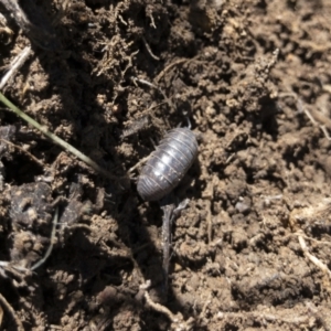 Armadillidium vulgare at Illilanga & Baroona - 29 Mar 2021