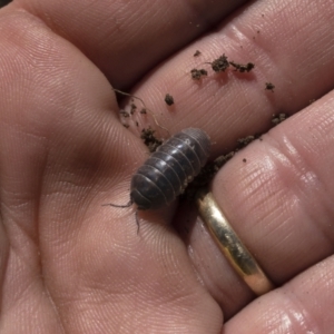 Armadillidium vulgare at Illilanga & Baroona - 29 Mar 2021