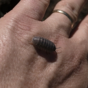 Armadillidium vulgare at Illilanga & Baroona - 29 Mar 2021