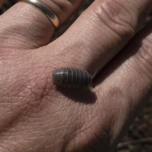 Armadillidium vulgare at Illilanga & Baroona - 29 Mar 2021