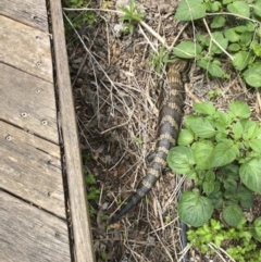 Tiliqua scincoides scincoides (Eastern Blue-tongue) at Michelago, NSW - 23 Oct 2021 by Illilanga