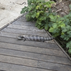 Tiliqua scincoides scincoides (Eastern Blue-tongue) at Michelago, NSW - 26 Dec 2022 by Illilanga