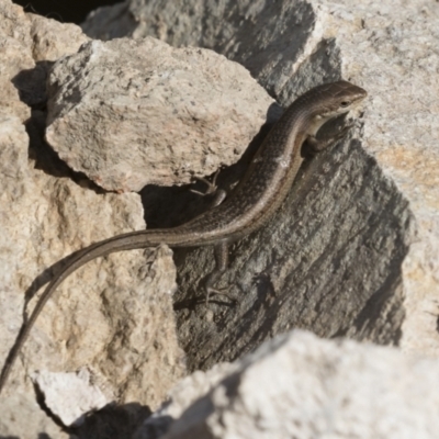 Carlia tetradactyla (Southern Rainbow Skink) at Michelago, NSW - 11 Dec 2019 by Illilanga