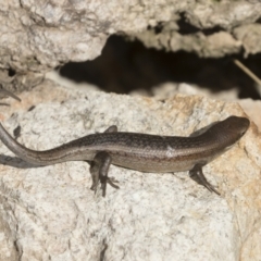 Carlia tetradactyla at Michelago, NSW - 11 Dec 2019