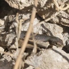 Carlia tetradactyla at Michelago, NSW - 11 Dec 2019