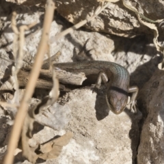 Carlia tetradactyla at Michelago, NSW - 11 Dec 2019