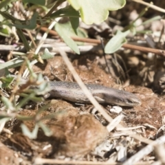 Carlia tetradactyla at Michelago, NSW - 11 Dec 2019