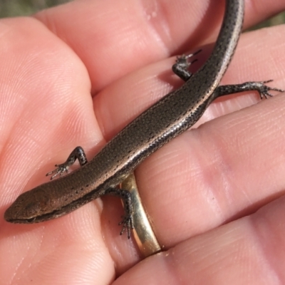 Lampropholis delicata (Delicate Skink) at Michelago, NSW - 15 Aug 2021 by Illilanga