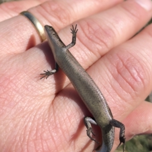 Lampropholis delicata at Michelago, NSW - 15 Aug 2021 12:32 PM