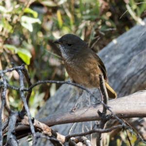 Pachycephala olivacea at Cotter River, ACT - 26 Apr 2023