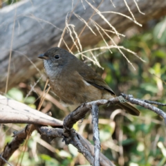 Pachycephala olivacea at Cotter River, ACT - 26 Apr 2023