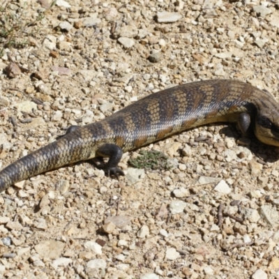 Tiliqua scincoides scincoides (Eastern Blue-tongue) at Michelago, NSW - 28 Oct 2021 by Illilanga