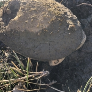 Chelodina longicollis at Illilanga & Baroona - 5 Jul 2020