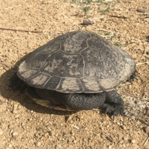 Chelodina longicollis at Illilanga & Baroona - 5 Dec 2022 09:00 AM