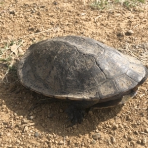 Chelodina longicollis at Illilanga & Baroona - 5 Dec 2022