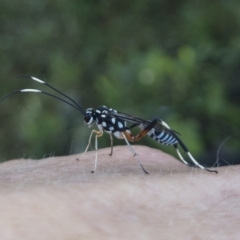 Stenarella victoriae (An ichneumon parasitic wasp) at Michelago, NSW - 20 Dec 2021 by Illilanga