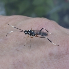 Stenarella victoriae at Michelago, NSW - 20 Dec 2021