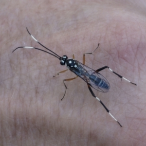 Stenarella victoriae at Michelago, NSW - 20 Dec 2021