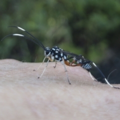 Stenarella victoriae at Michelago, NSW - 20 Dec 2021