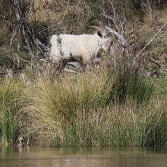 Capra hircus (Goat) at Googong Foreshore - 25 Apr 2023 by jb2602