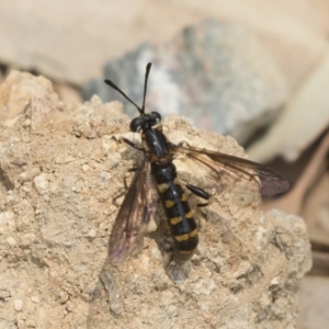 Miltinus sp. (genus) at Michelago, NSW - 22 Dec 2019