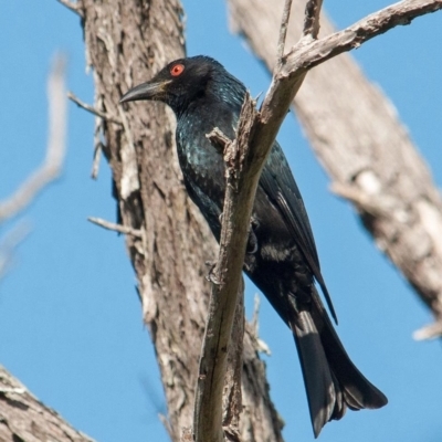 Dicrurus bracteatus (Spangled Drongo) at Nimbin, NSW - 15 Dec 1988 by MichaelBedingfield