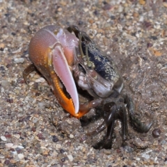 Unverified Crab, Prawn, Barnacle (Crustacea) at Wellington Point, QLD - 26 Apr 2023 by TimL