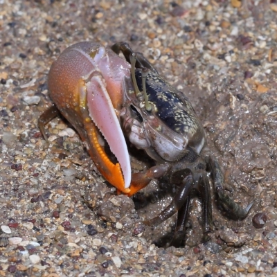 Unverified Crab, Prawn, Barnacle (Crustacea) at Wellington Point, QLD - 26 Apr 2023 by TimL