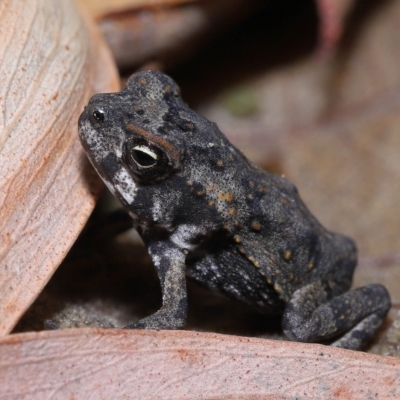 Rhinella marina (Cane Toad) at Wellington Point, QLD - 26 Apr 2023 by TimL