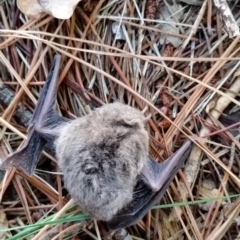 Vespadelus vulturnus (Little Forest Bat) at Dickson, ACT - 18 Apr 2023 by NadiaHJ