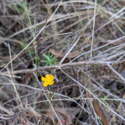 Hypericum gramineum (Small St Johns Wort) at Molonglo Valley, ACT - 24 Apr 2023 by stofbrew