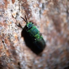 Primeuchroeus sp. (genus) (Cuckoo Wasp) at Higgins, ACT - 25 Apr 2023 by Untidy