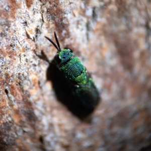 Primeuchroeus sp. (genus) at Higgins Woodland - 25 Apr 2023