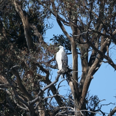Haliaeetus leucogaster (White-bellied Sea-Eagle) at Googong Reservoir - 25 Apr 2023 by jb2602