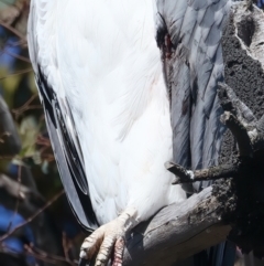 Haliaeetus leucogaster at Yarrow, NSW - 25 Apr 2023