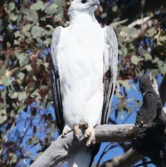 Haliaeetus leucogaster at Yarrow, NSW - 25 Apr 2023