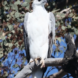 Haliaeetus leucogaster at Yarrow, NSW - 25 Apr 2023