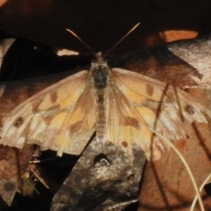 Geitoneura klugii at Cotter River, ACT - 26 Apr 2023 02:35 PM