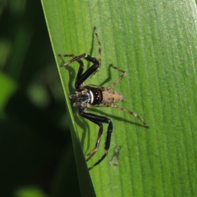 Helpis minitabunda (Threatening jumping spider) at Pollinator-friendly garden Conder - 5 Nov 2022 by michaelb
