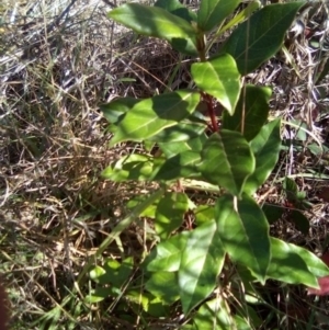 Viburnum tinus at Red Hill, ACT - 27 Apr 2023