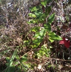 Viburnum tinus at Red Hill, ACT - 27 Apr 2023