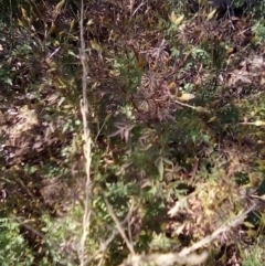 Bidens pilosa at Red Hill, ACT - 27 Apr 2023 01:55 PM