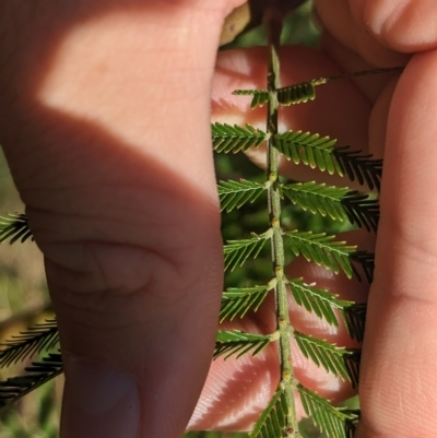 Acacia decurrens (Green Wattle) at East Albury, NSW - 27 Apr 2023 by Darcy