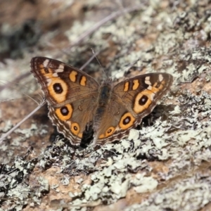 Junonia villida at Tennent, ACT - 26 Apr 2023 12:27 PM