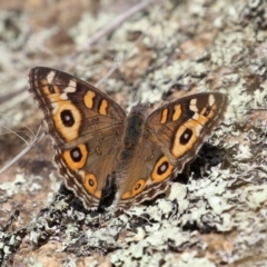 Junonia villida at Tennent, ACT - 26 Apr 2023 12:27 PM