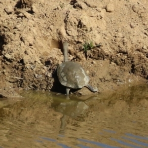 Chelodina longicollis at Tennent, ACT - 26 Apr 2023 11:44 AM